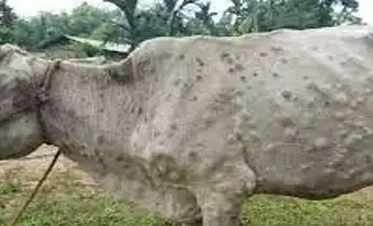  चिंताजनक : देहरादून में फैल रहा खतरनाक लंपी वायरस, तीन गायों में बीमारी की पुष्टि