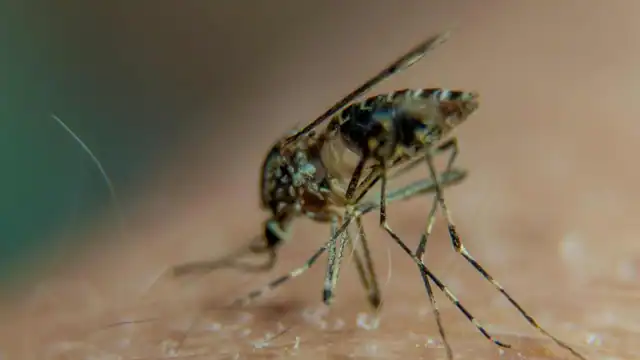  सावधान ! राजधानी देहरादून में बढ़ रहे डेंगू के मरीज