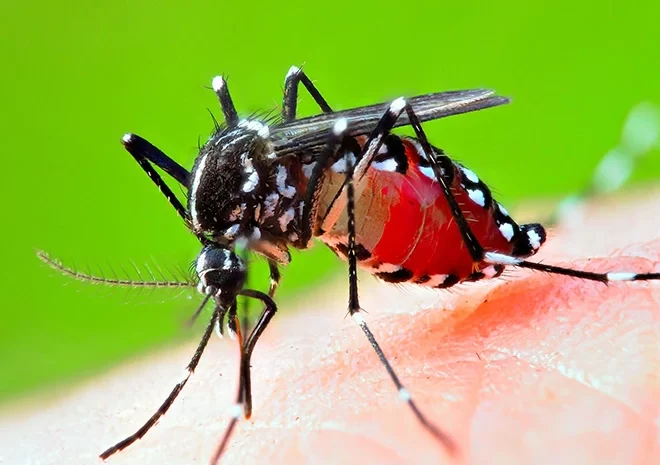  डेंगू बीमारी से आम जनमानस परेशान, ABVP कार्यकर्ताओं ने की ये मांग