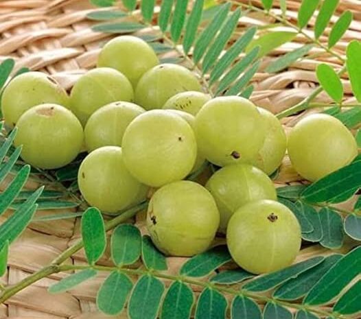  Amla: बहुपयोगी आंवला : प्रकृति का अनुपम वरदान, हर रोग का समाधान