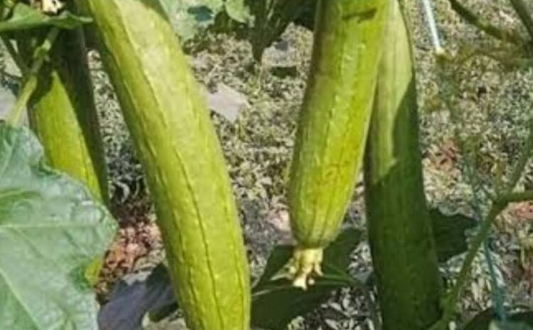 Tori Health Benefits: गर्मी की रसोई का सुपरफूड: जानिए तोरई के अद्भुत औषधीय फायदे