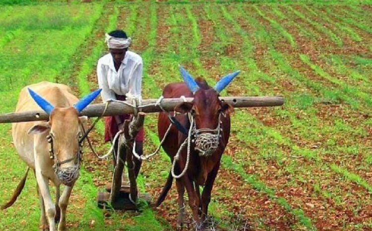 Yogi Government: 2030 तक निर्यात को तीन गुना करने की तैयारी में योगी सरकार, खेतीबाड़ी बनेगी प्रमुख स्तंभ