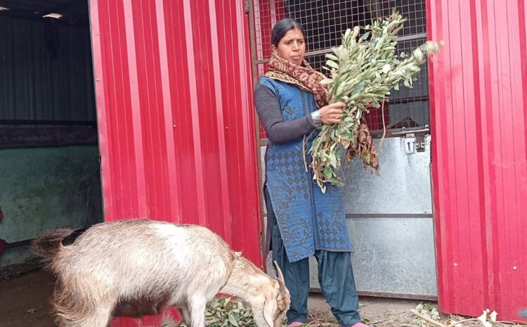 Gramotthan Pariyojana: ग्रामोत्थान परियोजना बनी ग्रामीण महिलाओं की आर्थिक रीढ़: टिहरी में 855 महिलाएं कर रही स्वरोजगार