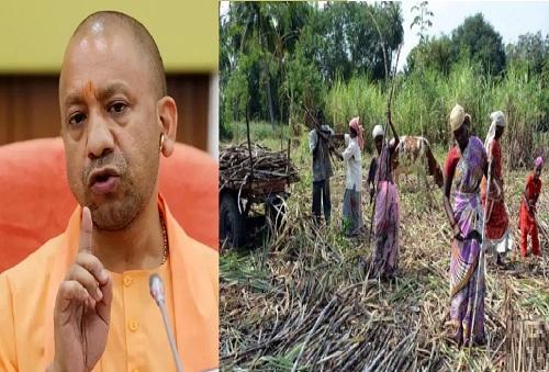 UP: गांव की महिलाएं बन रही हैं गन्ना उत्पादन की अग्रदूत, यूपी में 3000 से अधिक स्वयं सहायता समूहों से बदली खेती की तस्वीर