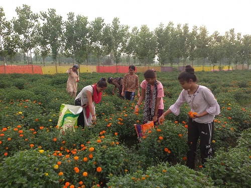  Khushi Self Help Group: ग्रामोत्थान (रीप) परियोजना से ‘खुशी स्वयं सहायता समूह’ बनी सफलता की मिसाल, फूलों की खेती ने दिलाई लखपति पहचान
