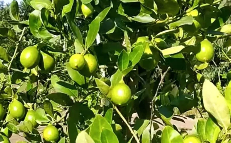  Lemon Farming Success: सूखे में भी लहलहाया कागजी नींबू का बाग, दिव्यांग किसान शशिकांत इंगोले की अनोखी खेती से सालाना 22 लाख रुपये की कमाई