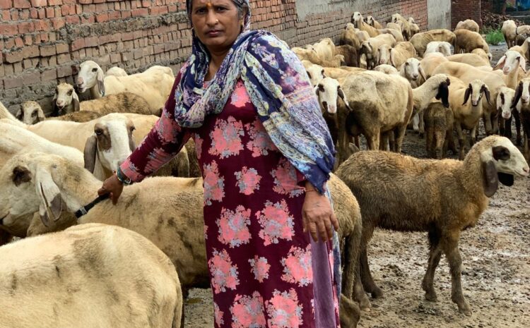  Manisha sheep farming success: ग्रामोत्थान (रीप) परियोजना से मनीषा बनी आत्मनिर्भर, भेड़ पालन से बढ़ी आमदनी