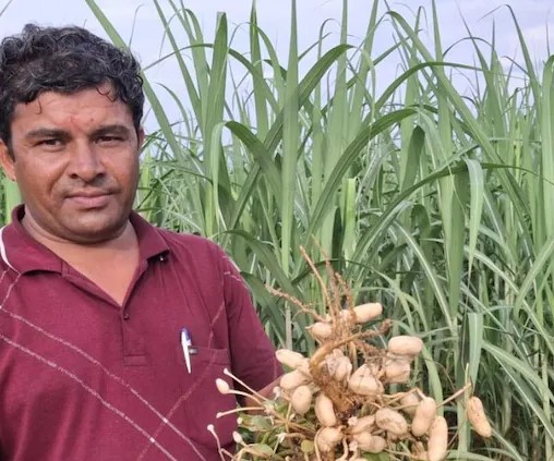  Success Story: गन्‍ना खेतों में मूंगफली की क्रांति, बदल रही किसानों की किस्मत