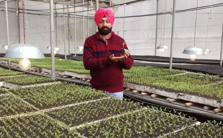  Micro-Sprinkler Irrigation: कुरुक्षेत्र के किसान हरबीर सिंह ने बनाई देशभर के लिए हाईटेक सब्जी नर्सरी की मिसाल